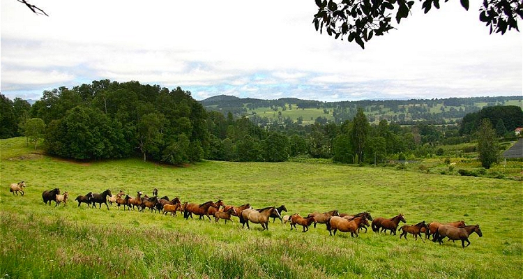 Caballos del remate de Vista Volcán podrán ser vistos desde el lunes en Rancagua