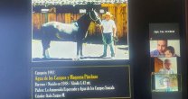 De 1991 a 2020: Recuento Histórico de Caballos Campeones Nacionales de Morfología De 1991 a 2020: Recuento Histórico de Caballos Campeones Nacionales de Morfología