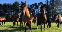 Hospedaje de primer nivel para caballos ofrece Criadero Don Matías en Osorno