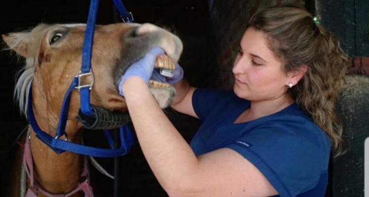 Especialista en odontología equina visitará Aysén