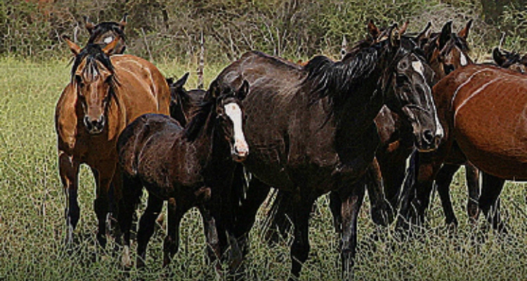 Criaderos Gran Figura, Robledal y Valle Azul salen a remate con atractivos ejemplares