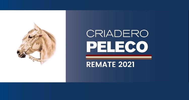 Criadero Peleco tiene su remate este miércoles con atractivos ejemplares