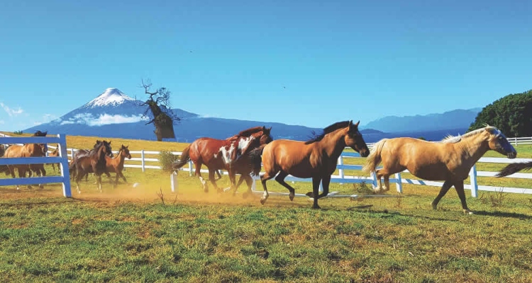 Criadero Laderas del Llanquihue tiene atractivo y potente remate