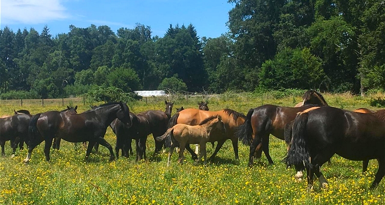 Marcelo Postler y el Criadero Las Cañitas: Me gustan los caballos fuertes, aplomados