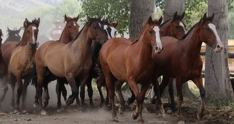 Agua de Los Campos y Maquena tiene un atractivo remate de potrillos y potrancas