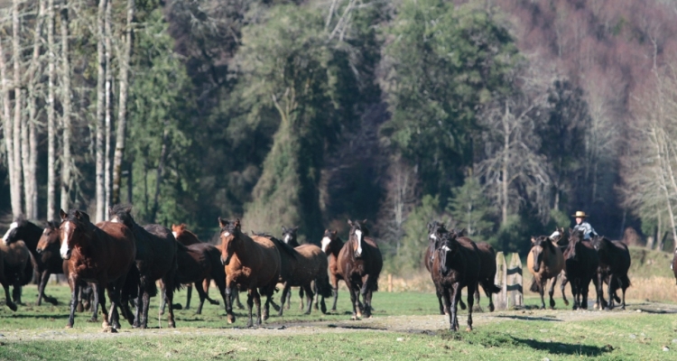 App Caballo Chileno, una excelente herramienta para comprar informado en los remates