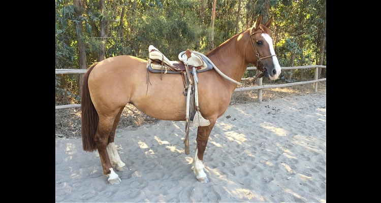 Un cariñoso y sentido homenaje para la yegua Parlanchina