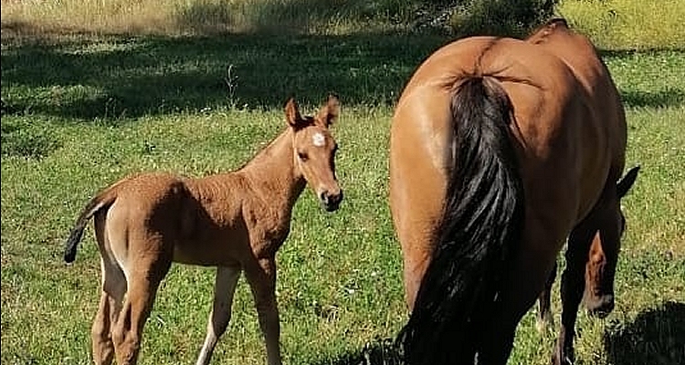 Criadero Peñas Blancas destacó la App del Caballo Chileno: Puedes saber qué madres y padres han dado hijos buenos