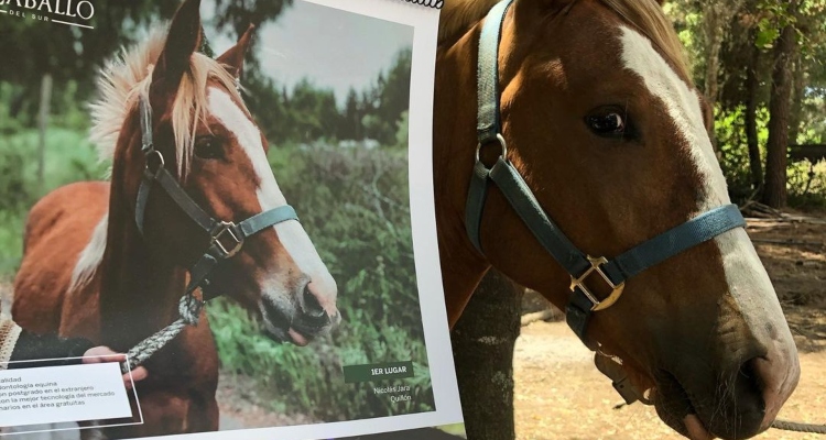 ¡A participar! Katherina Yokota abrió segundo concurso de fotografías a caballos