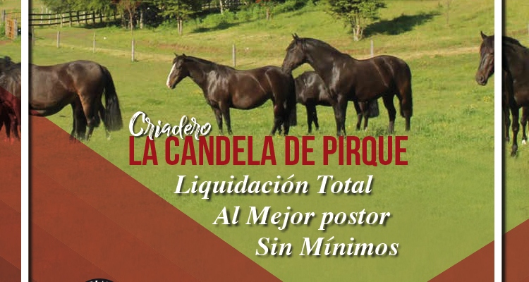 Criadero La Candela de Pirque tendrá remate presencial y on line este jueves