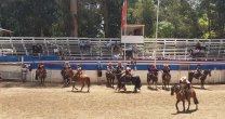 El Interclubes del Club Calera de Tango promete un sábado de mucha emoción corralera El Interclubes del Club Calera de Tango promete un sábado de mucha emoción corralera