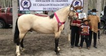 Socios de la Asociación Colchagua organizaron una linda muestra de caballos chilenos Socios de la Asociación Colchagua organizaron una linda muestra de caballos chilenos