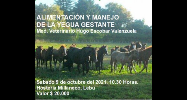 Criadores de Arauco tendrán interesante taller sobre alimentación y manejo de yeguas gestantes