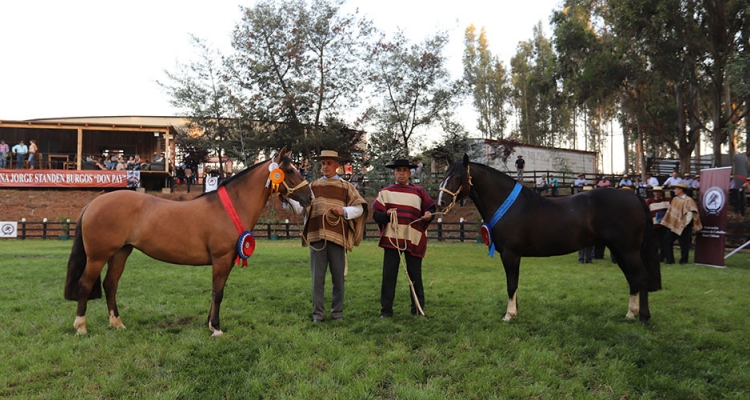 Los Grandes Campeones de la Exposición Nacional 2020 se lucirán en Rancagua