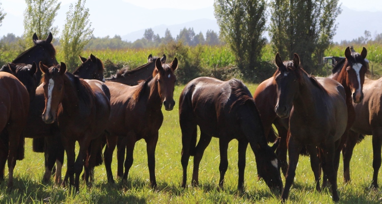 Criaderos Los Tres Arturos y Santa Elvira de Río Claro salen a remate este miércoles