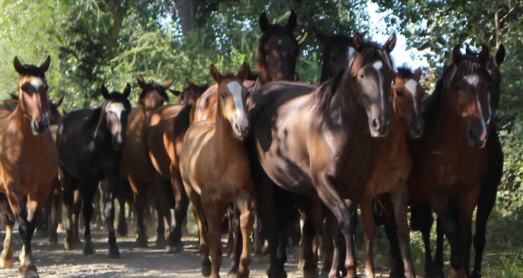 Criaderos Lo Gallo y Corrales de Pirque salen a remate con interesantes ejemplares