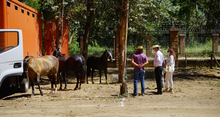 Organizadores esperan con entusiasmo y afinando detalles el inicio de la Expo Nacional en Pelarco