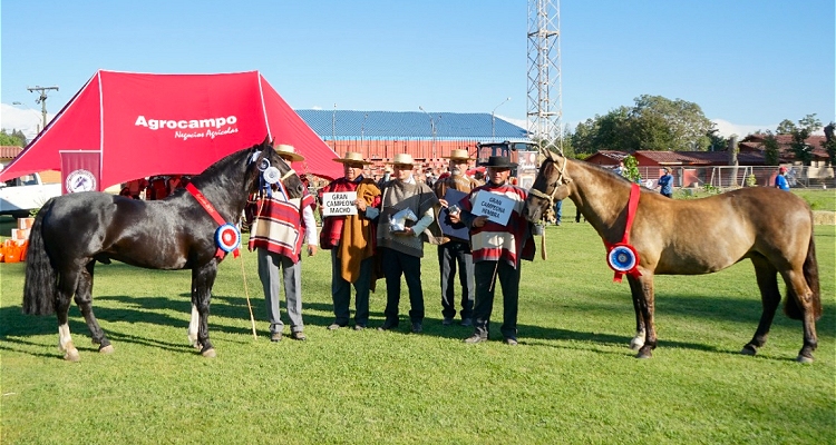 Con Tuti y Tacaña en Domingo fueron coronados en Pelarco como los monarcas de la Expo Nacional 2021