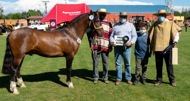 Criadero Aguas Claras de Huelquén tuvo un magnífico estreno en la Exposición Nacional