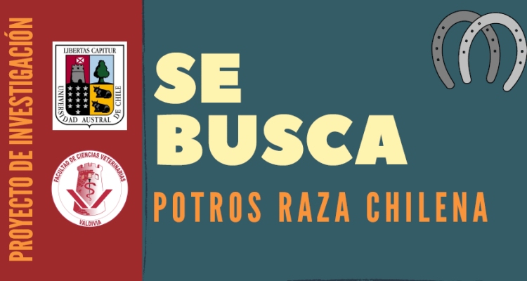 Veterinarios de la UACh realizan valioso proyecto de investigación enfocado en Potros de Raza Chilena