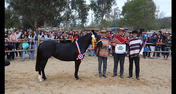 Criadores dirán presente en actividades de la Final de Fenaro con charla sobre el Caballo Chileno