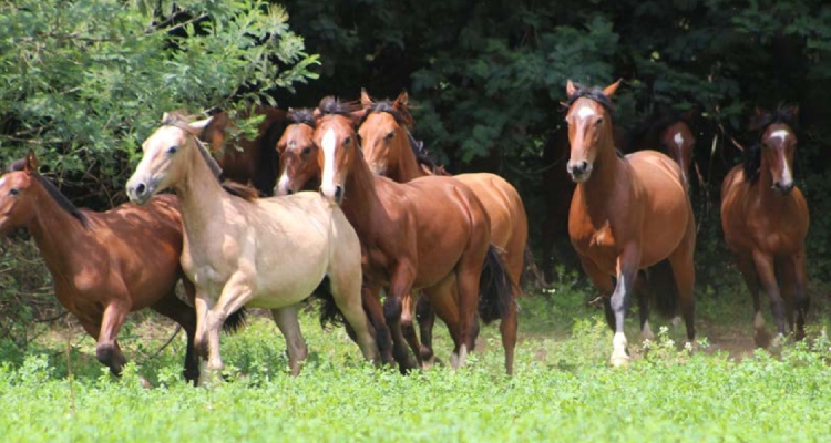 Criaderos Santa Anita de Curimao, Tanume y Don Remigio tienen destacado remate este jueves