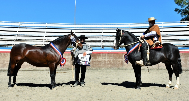 Amor Eterno y Huracán fueron los mejores ejemplares en la Expo Frutillar