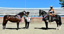 Amor Eterno y Huracán fueron los mejores ejemplares en la Expo Frutillar Amor Eterno y Huracán fueron los mejores ejemplares en la Expo Frutillar