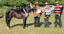 Mediero y Farandulera triunfaron en una Expo Arauco concurrida y de gran calidad Mediero y Farandulera triunfaron en una Expo Arauco concurrida y de gran calidad