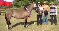 Los Grandes Premios de la Expo Arauco 2021