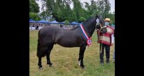 Bacán y Es Guapa fueron los grandes triunfadores en la Expo Colchagua Bacán y Es Guapa fueron los grandes triunfadores en la Expo Colchagua
