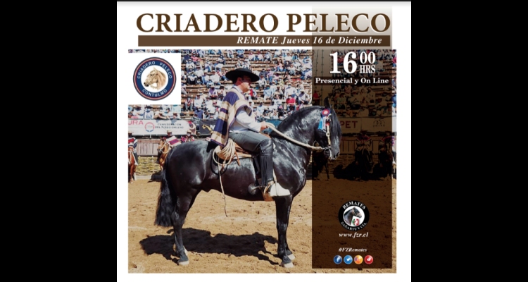 Criadero Peleco tendrá un interesante remate este jueves