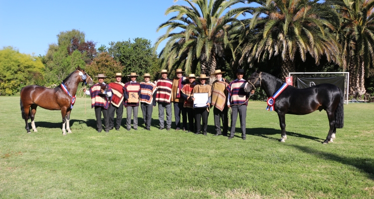 Soñada y Vituperio dieron doble triunfo al Criadero Las Callanas en la Expo Casablanca