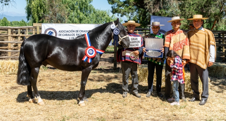 Asociación de Criadores de Cauquenes también tendrá exposición en enero