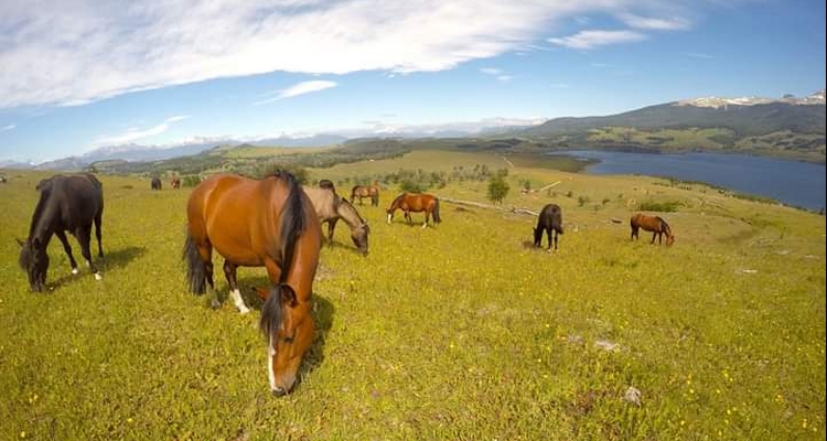 Especialista en odontología equina realizará nueva visita a la Región de Aysén