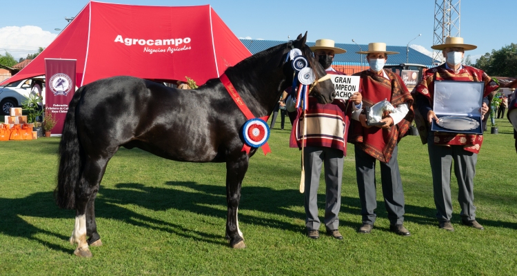 [Personajes 2021] Rafael Canihuante: Sería imposible vivir sin caballos