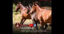 Raza Chilena: Conversamos con Ignacio Rius y Sebastián Dabed sobre los desafíos para 2022 Raza Chilena: Conversamos con Ignacio Rius y Sebastián Dabed sobre los desafíos para 2022