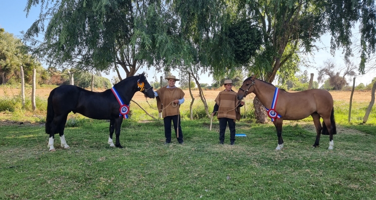 Abuelo Juan y Pepita de Oro fueron los Mejores Ejemplares de la Raza en la Expo Melipilla