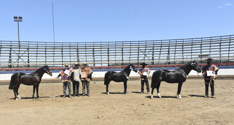 En Collipulli tienen otro gran apronte para la Expo Nacional y Final de Rodeo Para Criadores