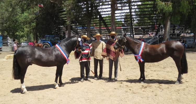 Trilahue y Engreída se llevaron los mayores galardones en la Expo Ñuble