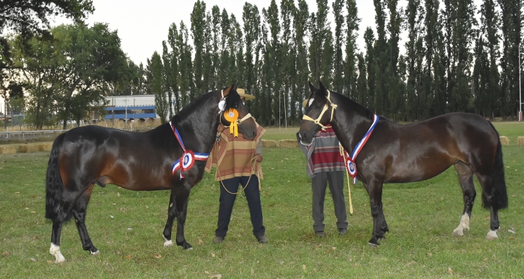 Mediero y Malambera generaron admiración en la concurrida Expo Bío Bío