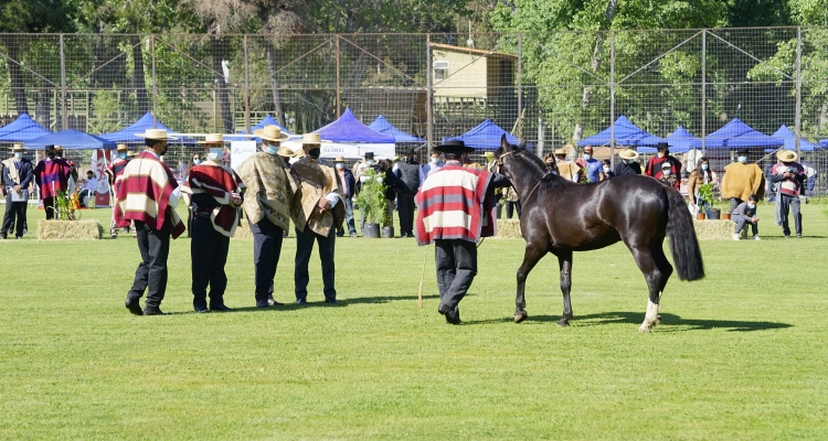 Expo Nacional 2022 buscará los mejores ejemplares con cerca de 100 caballos en pista