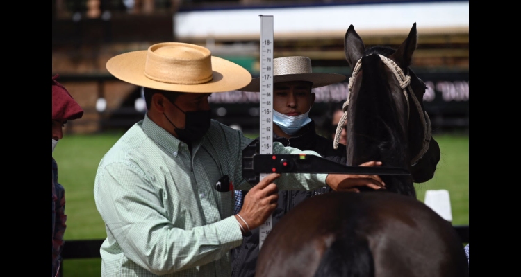 Comisión Admisión tuvo impecable trabajo para la Exposición Nacional en Collipulli