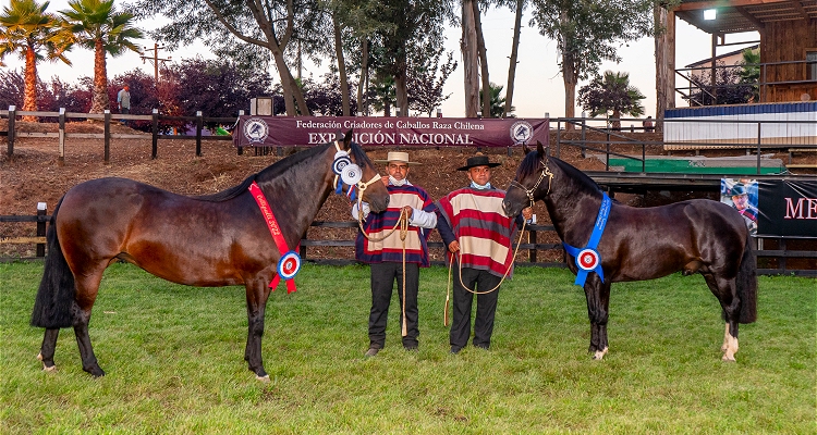 Expo Nacional: Amor Eterno y Don Orlando se sumaron a la lista de Grandes Campeones