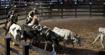 En Raza Chilena conocimos en profundidad de la Aparta de Ganado En Raza Chilena conocimos en profundidad de la Aparta de Ganado