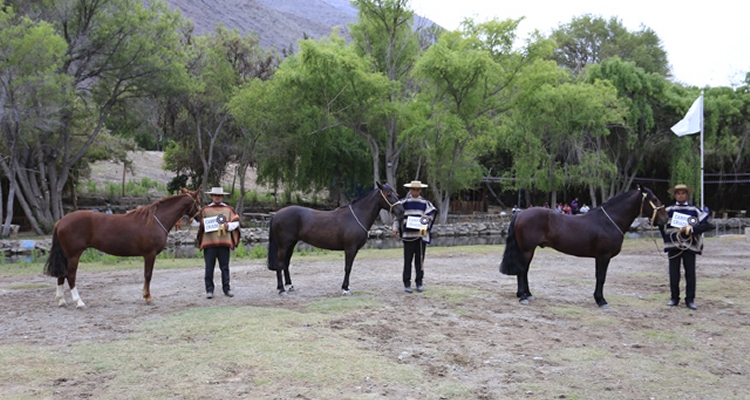 Asociación de Criadores de Atacama prepara una linda exposición para el Clasificatorio Zona Norte