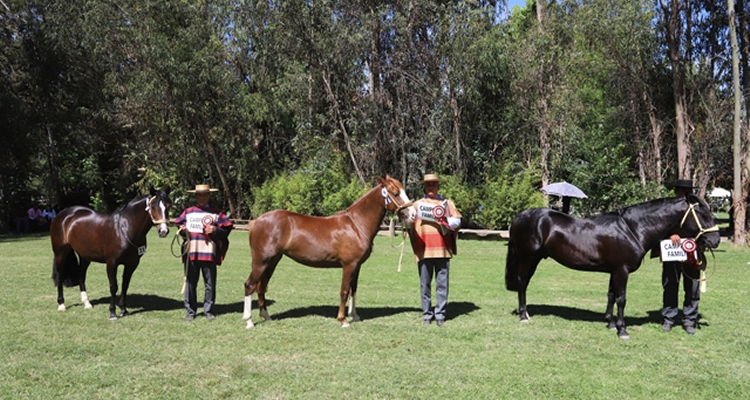 Criadores de Melipilla tienen en agenda atractivas actividades para el mes de abril