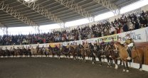 La exigente Serie Potros del Clasificatorio de Osorno que ganó Santa Elba La exigente Serie Potros del Clasificatorio de Osorno que ganó Santa Elba