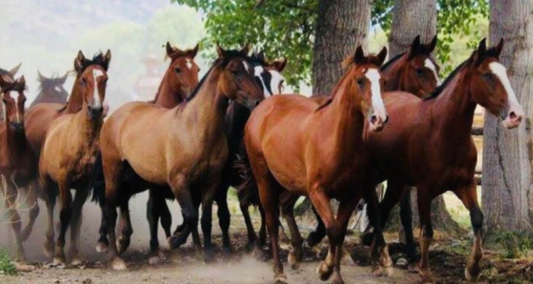Criadero Santa Elba tiene un remate de
