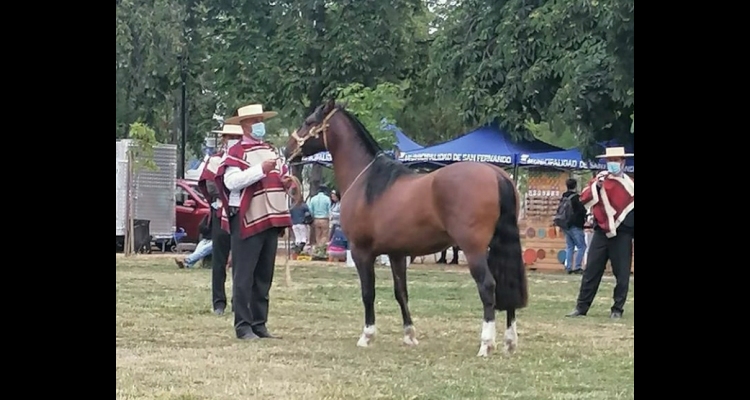 Asociación de Criadores de Colchagua será parte de la Fiesta de la Vendimia 2022